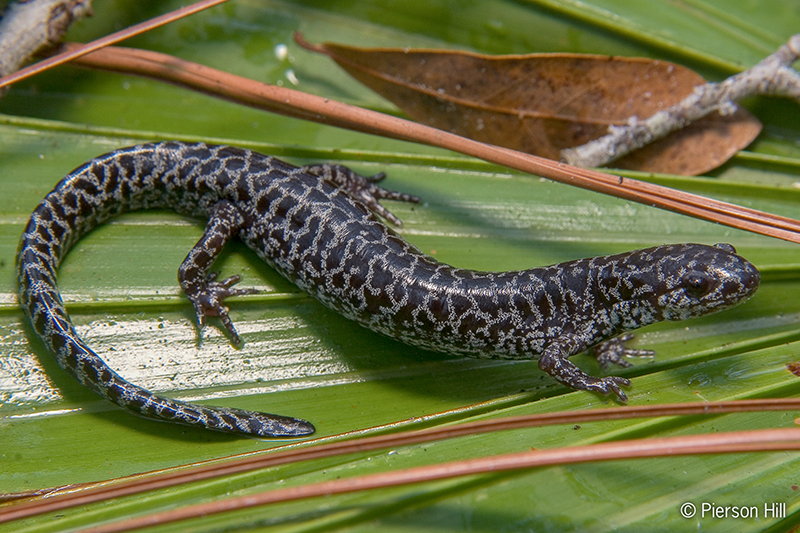 The Frosted Flatwoods Salamanders, native to Georgia, are critically endangered. 