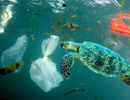Sea turtle with plastic bag pollution